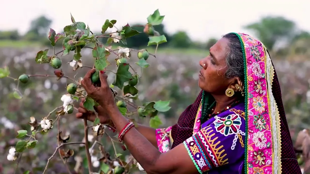 b&c – the cotton group belgium